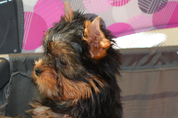 image of male yorkie puppy for sale in stacked pose